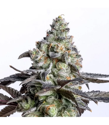 Cherry Cake - Elev8 Seeds