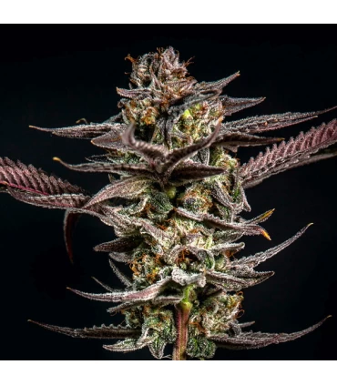 Gelato Kiss - Elev8 Seeds