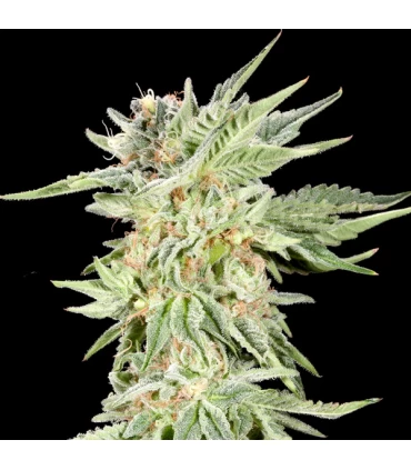 Gelato Sundae - Elev8 Seeds
