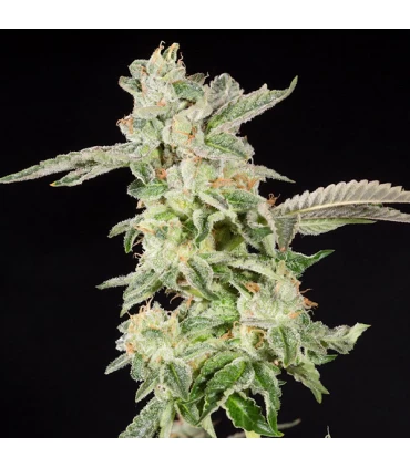 Giscotti - Elev8 Seeds