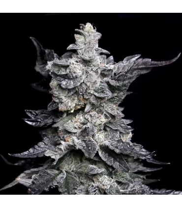 Granny's Apple Fritter - Elev8 Seeds