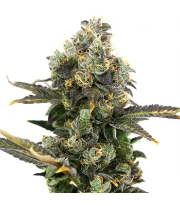 King Cone - Elev8 Seeds