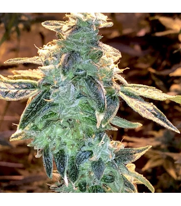 Lemon Runtz - Elev8 Seeds
