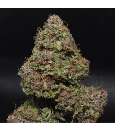 Midnight Bessie Autoflower - Elev8 Seeds