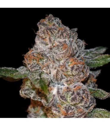 Punch Drunk Ape - Elev8 Seeds