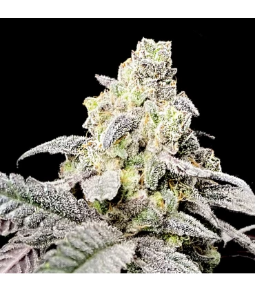 Purple Cherry Ripple - Elev8 Seeds