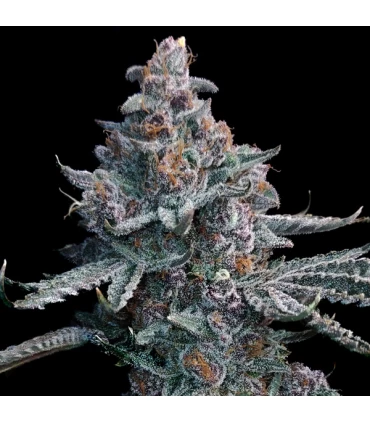 Runtz of Eden - Elev8 Seeds
