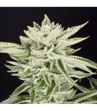 Sherbet - Elev8 Seeds