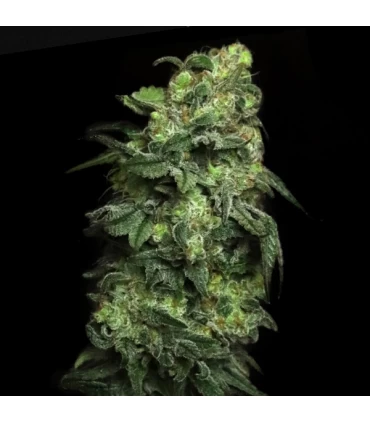 White Serpent - Elev8 Seeds