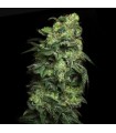 White Serpent - Elev8 Seeds.