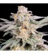 Snoop's Punch - Elev8 Seeds