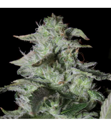 Sherbet Cake - Elev8 Seeds