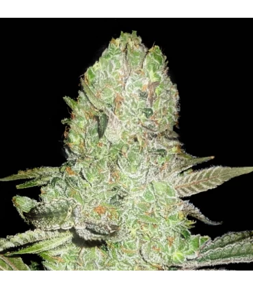 Runtz Bombz - Elev8 Seeds