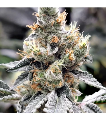 Megasonic - Elev8 Seeds