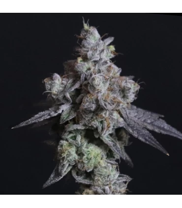 Lady Kush - Elev8 Seeds