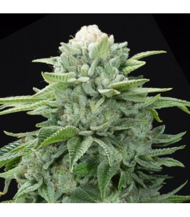 Gorilla Glue #4 S1 - Elev8 Seeds