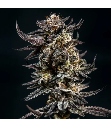 Gelatomo - Elev8 Seeds