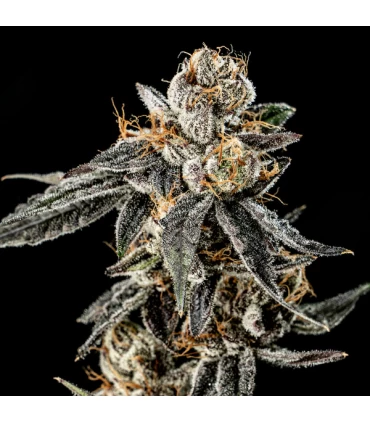 Gelato Punch - Elev8 Seeds