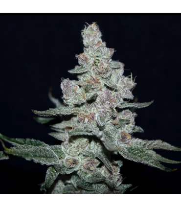 Fire'n Ice - Elev8 Seeds