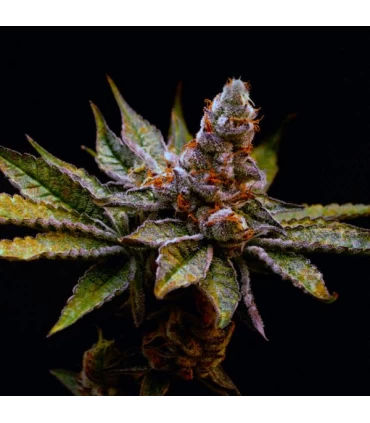 Birthday Punch - Elev8 Seeds