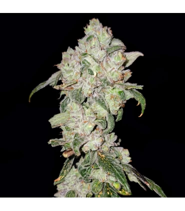 Apples 'n Oranges - Elev8 Seeds