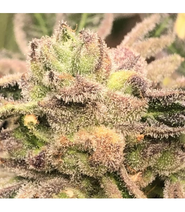 Apple Fritter - Elev8 Seeds