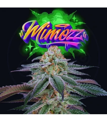Mimooz 6 Semillas - Perfect Tree.