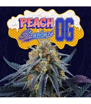 Peach Sherbet OG 6 Semillas - Perfect Tree.
