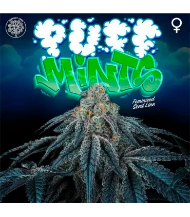 Puff Mints 6 Semillas - Perfect Tree.