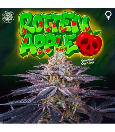 Rotten Apple 6 Semillas - Perfect Tree.