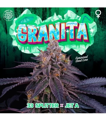 Granita 6 Semillas - Perfect Tree.