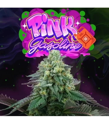 Pink Gasoline 6 Semillas - Perfect Tree.