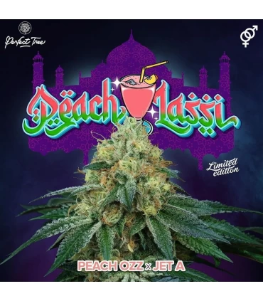 Peach Lassi 6 Semillas - Perfect Tree.