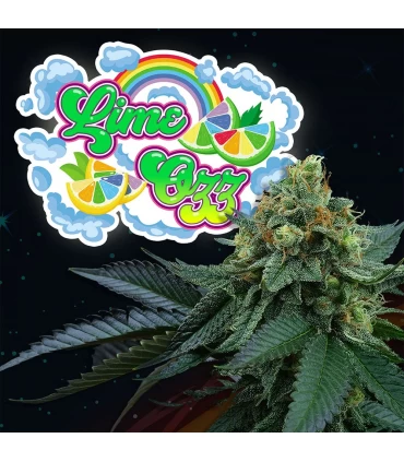 Lime OZZ 6 Semillas - Perfect Tree.