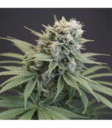 LeMello 6 Semillas - Karma Genetics.