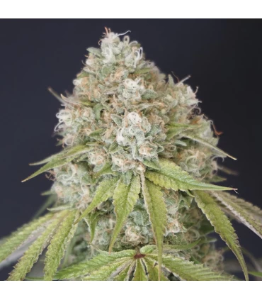 MeloRado 6 Semillas - Karma Genetics.