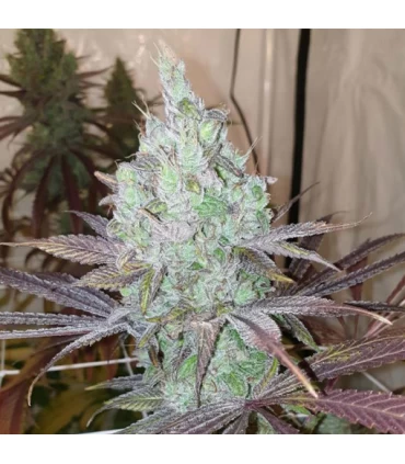 Now N Frutti 6 Semillas - Karma Genetics.