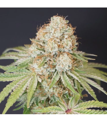 Rocky Melon 6 Semillas - Karma Genetics.
