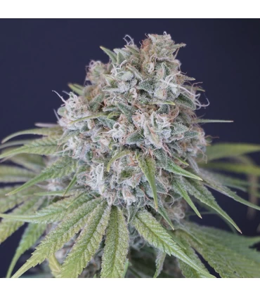 Melon Cheddar 6 Semillas - Karma Genetics.