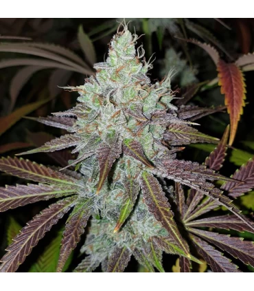 Mango Lassi 6 Semillas - Karma Genetics.