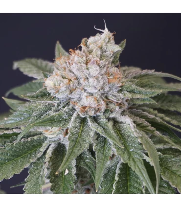 Kushi Melon 6 Semillas - Karma Genetics.