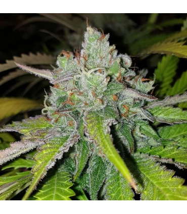 Di Frutti 6 Semillas - Karma Genetics.
