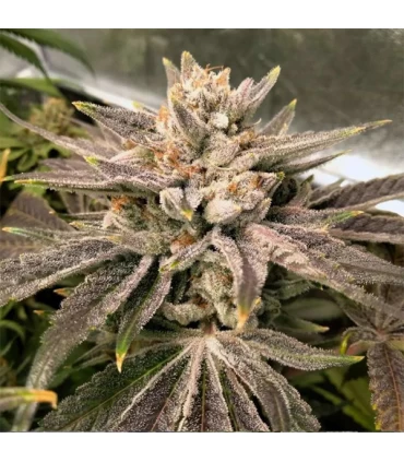 Crumbled Melon 6 Semillas - Karma Genetics.