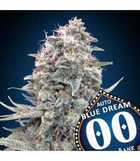 Auto Blue Dream | 21% THC | 00 Seeds