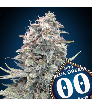 Auto Blue Dream | 21% THC | 00 Seeds