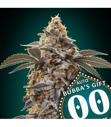 Auto Bubba´s Gift | 21% THC | 00 Seeds