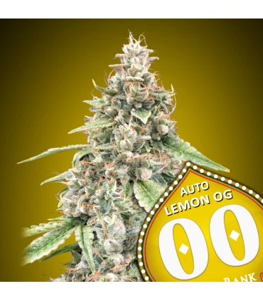 Auto Lemon OG | 20% THC | 00 Seeds