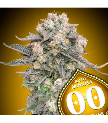 Auto Mimosa | 24% THC | 00 Seeds