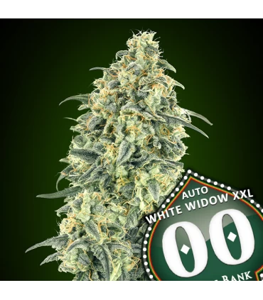 Auto White Widow XXL | 16% THC | 00 Seeds