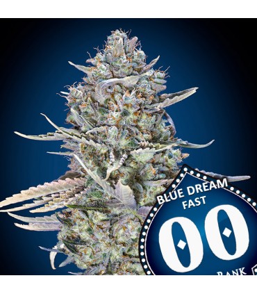 Blue Dream Fast | 18% THC | 00 Seeds